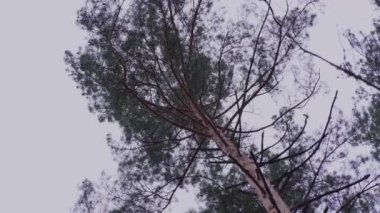 Bahar ormanı. Asırlık çamların tepeleri beyaz bir gökyüzünün arka planına karşı.
