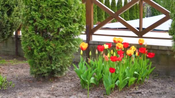 Skupina Barevných Tulipánů Červená Růžová Fialová Květinový Tulipán Osvětlený Slunečním — Stock video