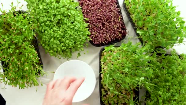 スプーンで小さな緑の芽 新鮮な有機農産物やレストランのコンセプトを提供します カラーマイクログリーンのセット — ストック動画