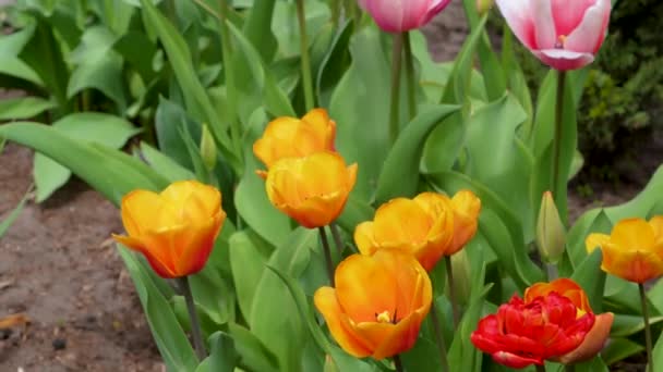 Groupe Tulipes Colorées Rose Rouge Tulipe Fleur Pourpre Éclairée Par — Video