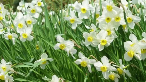 一片片白色的水仙花在春日的阳光下绽放 — 图库视频影像