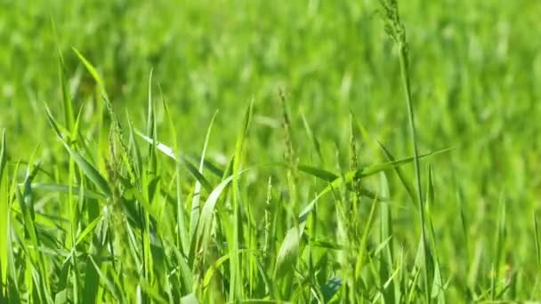 Campo Agrícola Con Brotes Trigo Verde Joven Brillante Paisaje Primavera — Vídeo de stock