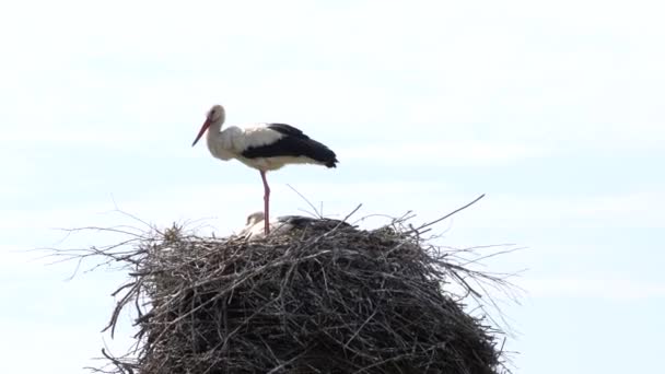 마을의 황새의 하늘을 배경으로 둥지에서 깃털을 청소하는 — 비디오