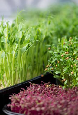 Sağlıklı diyet kavramı, içinde kırmızı fesleğen, rüzgar soğanı, kızılağaç, lahana, hardal, brokoli bulunan kutular. Büyüyen Mikroçim sözleriyle keçeli tahta.