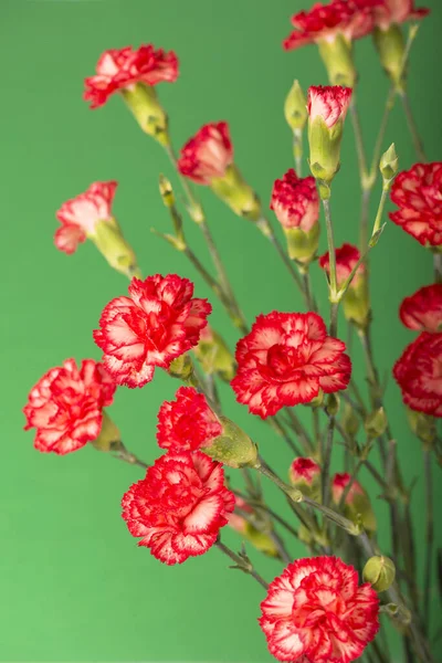 stock image Red carnation flowers isolated on green background