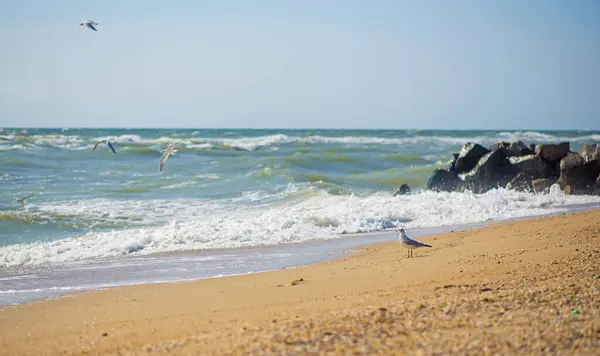 Deniz Dalga Deniz Kıyısında Martılar Yakın Bir Sahil — Stok fotoğraf