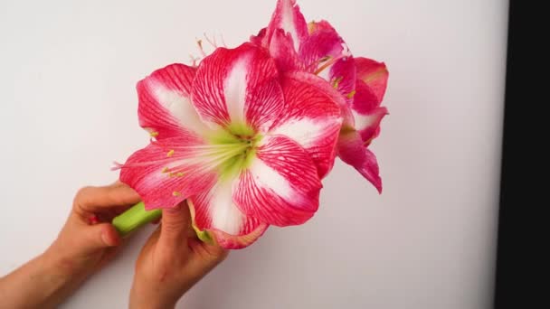 Growing Bulbous Amaryllis Spring Flower White Background Bright Red Amarylis — Stock Video