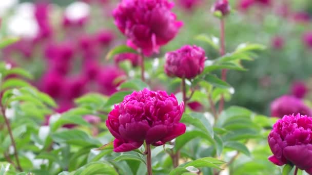 Pionfält Vackra Rosa Blommor Blomsterlundar Sommardag Otroligt Vacker Pion Trädgård — Stockvideo