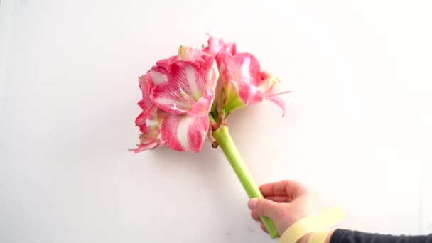 Amaryllis Fleur Dans Les Mains Sur Fond Blanc — Video