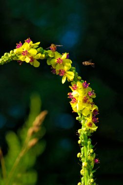 Uçan bal arısı sarı çiçekten polen topluyor. Arı, arka planda sarı çiçeğin üzerinde uçuyor.