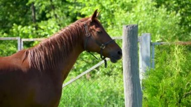 Kahverengi at, evlerin yakınındaki bir köyde, otlağa bırakılmak istiyor. At yelesini ve kuyruğunu sallayarak ısıran böcekleri kaçırıyor..