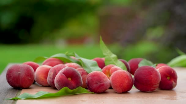 カラフルな果物がテーブルの上に横たわっています 桃は夏に収穫する準備ができています ふわふわの桃の果物と緑の葉は庭のテーブルの上に — ストック動画
