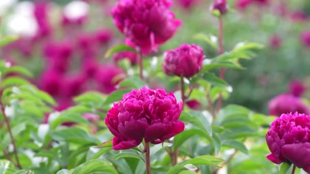 Pfingstrosenfeld Schöne Rosa Blüten Blumenhain Sommertag Einem Unglaublich Schönen Pfingstrosengarten — Stockvideo
