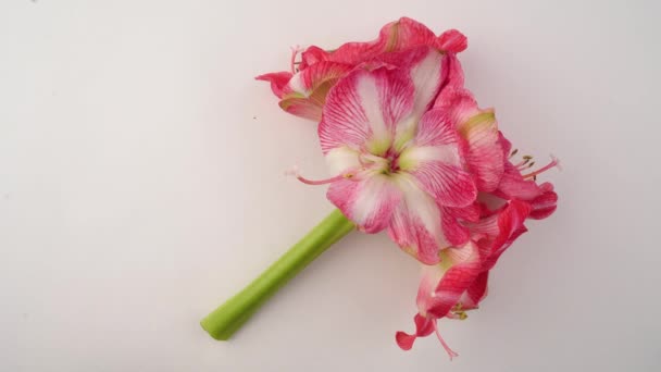 Rostoucí Cibulová Amaryllis Jarní Květina Bílém Pozadí Jasně Červená Amarylis — Stock video