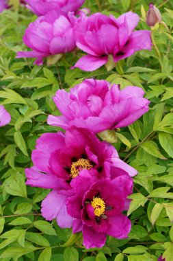 Ağaç şakayığı. Bahçede açan yer fıstığının pembe çiçeği. Peeonia Tarikatının Güzel Yaprakları.