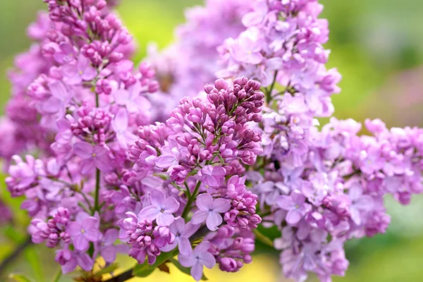 Цветки Сирени Цветочный Фон Натуральный Источник Цветущий Лиловый Цветочный Бутон — стоковое фото
