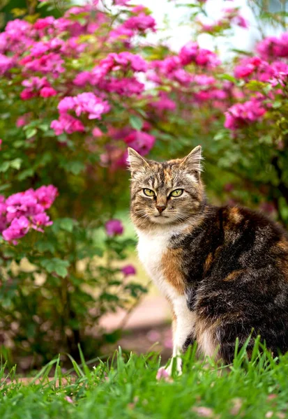 Házi Készítésű Trikolor Macska Úton Egy Bokor Alatt Virágzó Rózsák Stock Kép