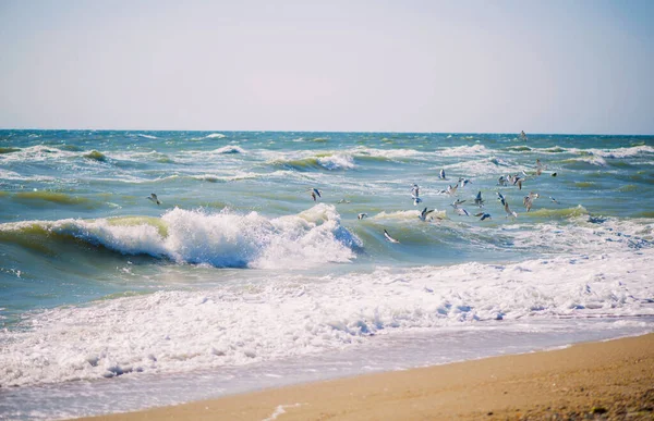 Deniz, dalga, deniz kıyısında martılar, yakın bir sahil.