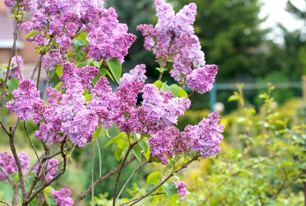 Lilac Bloemen Tak Bloemen Achtergrond Natuurlijke Lente Bloeiend Lila Bloemknop — Stockfoto