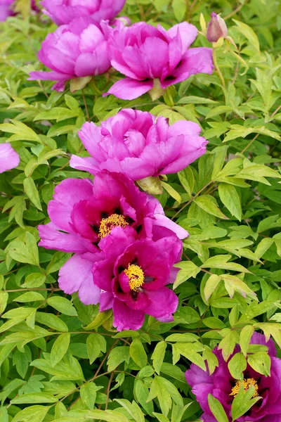 Pivoine Des Arbres Fleur Rose Pivoine Arbre Fleurissant Dans Jardin — Photo