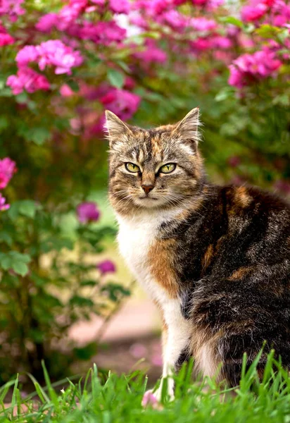 Домашній Триколорний Кіт Сидить Шляху Під Кущем Квітучих Троянд Подвір Ліцензійні Стокові Зображення