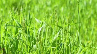 Toprakta yetişen genç buğday bitkileri inanılmaz güzel yeşil buğday tarlaları ufuk çizgisine kadar uzanıyor..