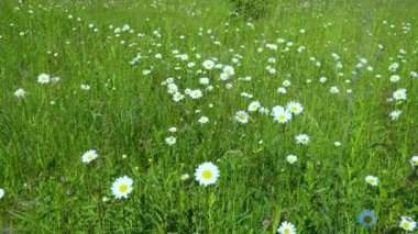 Papatya tarlası. Yeşil arka planda beyaz papatyalar.