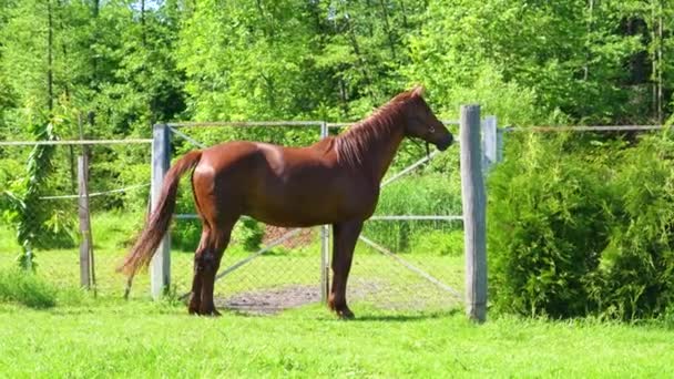 Brązowy Koń Wiosce Pobliżu Domów Chce Być Wypuszczony Pastwisko Koń — Wideo stockowe
