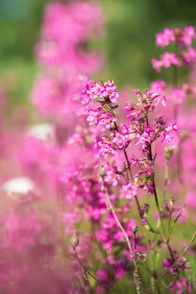 Bees Collect Pollen Pink Flowers Ivan Tea Blooming Sally Fireweed Royalty Free Stock Photos