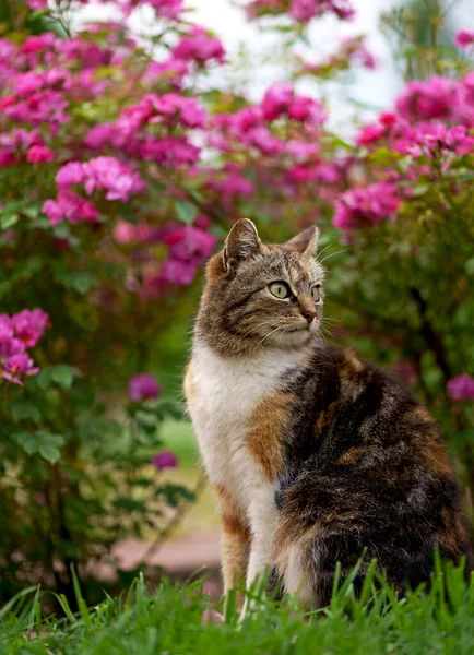 Házi Készítésű Trikolor Macska Úton Egy Bokor Alatt Virágzó Rózsák Jogdíjmentes Stock Fotók