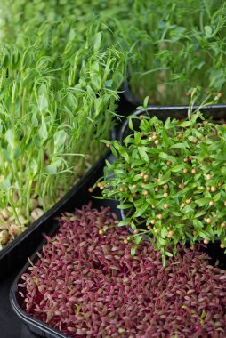 Sağlıklı diyet kavramı, içinde kırmızı fesleğen, rüzgar soğanı, kızılağaç, lahana, hardal, brokoli, süper yiyecek olan kutular..