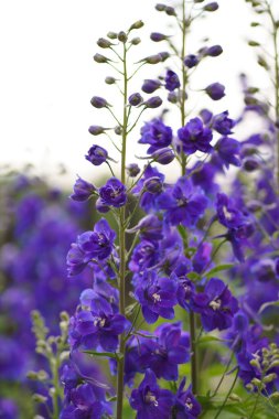 Çiçek açan Delphinium. Mavi çiçek, bahçedeki doğal bir arka plandaki delfinyumdur.