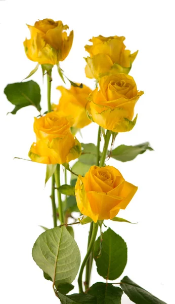 Две Красивые Желтые Розы Листьями Изолированы — стоковое фото