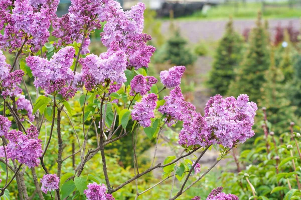Lilac Květinová Větev Květinové Pozadí Přírodní Jaro Kvetoucí Šeříkový Poupě — Stock fotografie