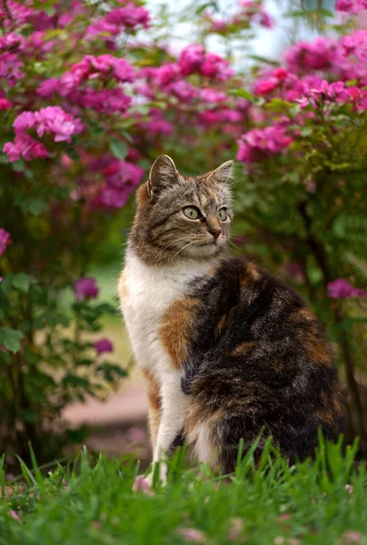 Симпатична Домашня Кішка Триколор Сидить Шляху Під Кущем Квітучих Троянд Стокове Зображення
