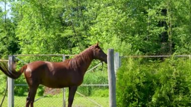 Kahverengi at, evlerin yakınındaki bir köyde, otlağa bırakılmak istiyor. At yelesini ve kuyruğunu sallayarak ısıran böcekleri kaçırıyor..