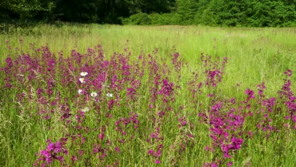 ミツバチはサリーに咲くイワン茶のピンクの花に花粉を集めたり 夏の朝に火を付けたりします 自然の背景 クローズアップ — ストック動画