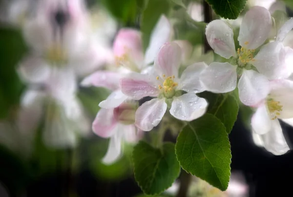 Квітучі Квіти Яблук Чорному Тлі Весняний Проміжок Часу Відкриття Красивих — стокове фото