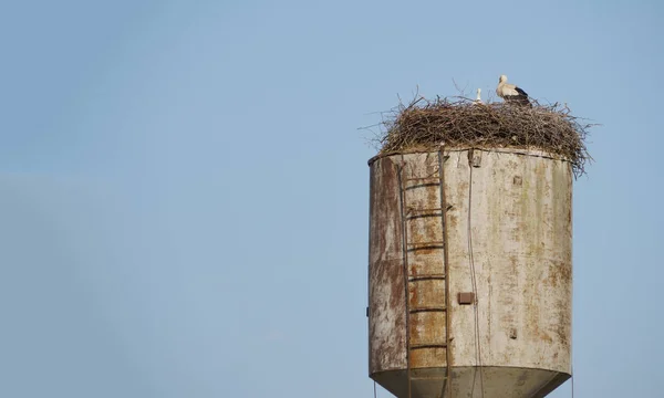 stork nest. White storks built a nest on a rural water tower in the spring and hatched their chicks