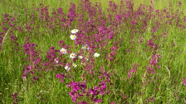 Bijen Verzamelen Stuifmeel Roze Bloemen Van Ivan Thee Bloeiende Sally — Stockvideo