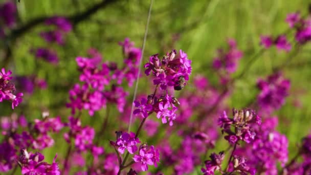 Bienen Sammeln Einem Sommermorgen Pollen Auf Den Rosafarbenen Blüten Von — Stockvideo