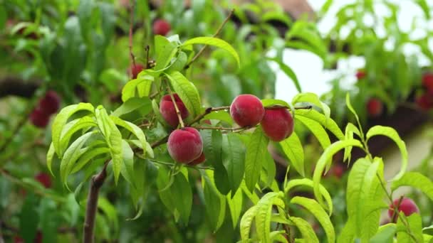 Colorful Fruit Tree Ready Harvesting Summertime Fluffy Peach Fruit Green — Stock Video