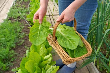 Bir serada yeşil salata ve sebze yetiştiriyor. Hidrofonikler bir serada yetişir. Bahçıvan yeşil marul yapraklarını kesip sepete koyar.