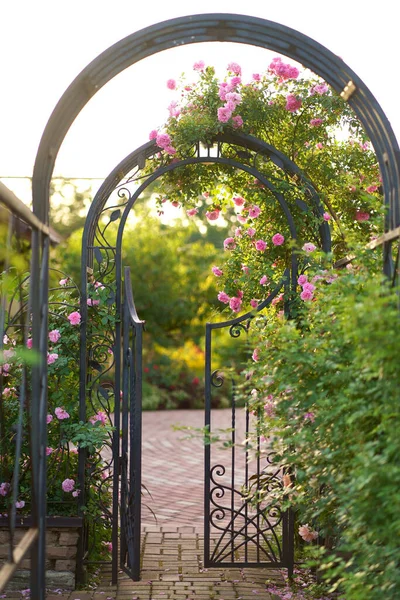 Escalada Rosa Flores Sobre Porta Jardim Aberto Vintage Lindas Rosas — Fotografia de Stock