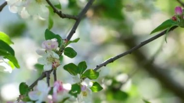 Beyaz bir arka planda bej bir kurdeleyle bağlanmış beyaz bir kutu.