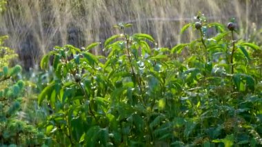 Beyaz bir arka planda bej bir kurdeleyle bağlanmış beyaz bir kutu.