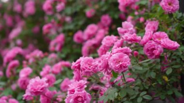 Siyah arka planda güzel kırmızı bir gül. Çiçek açan pembe gül yaprakları, yakın plan. Tatil, aşk, doğum günü. Bud yakın plan..