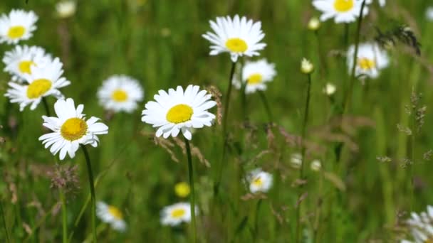 Lapangan Daisies Putih Wind Swaying Close White Blooming Chamomile Flowers — Stok Video