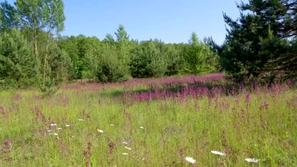Les Abeilles Récoltent Pollen Sur Les Fleurs Roses Thé Ivan — Video