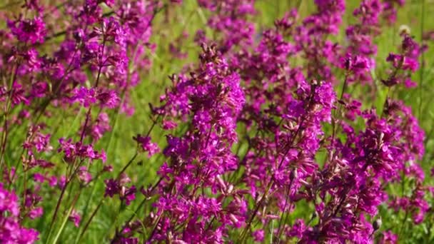 ミツバチはサリーに咲くイワン茶のピンクの花に花粉を集めたり 夏の朝に火を付けたりします 自然の背景 クローズアップ — ストック動画